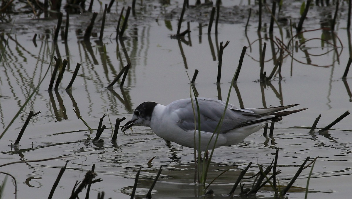 Bonaparte's Gull - ML167741711