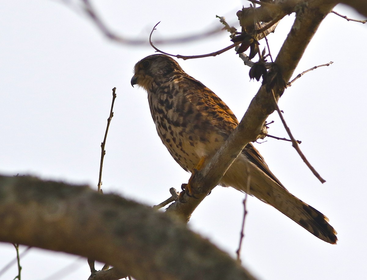 Eurasian Kestrel - ML167743751