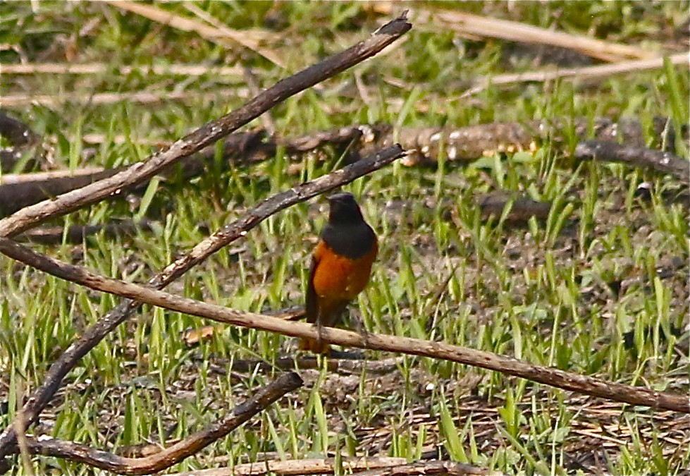 Black Redstart - ML167743801