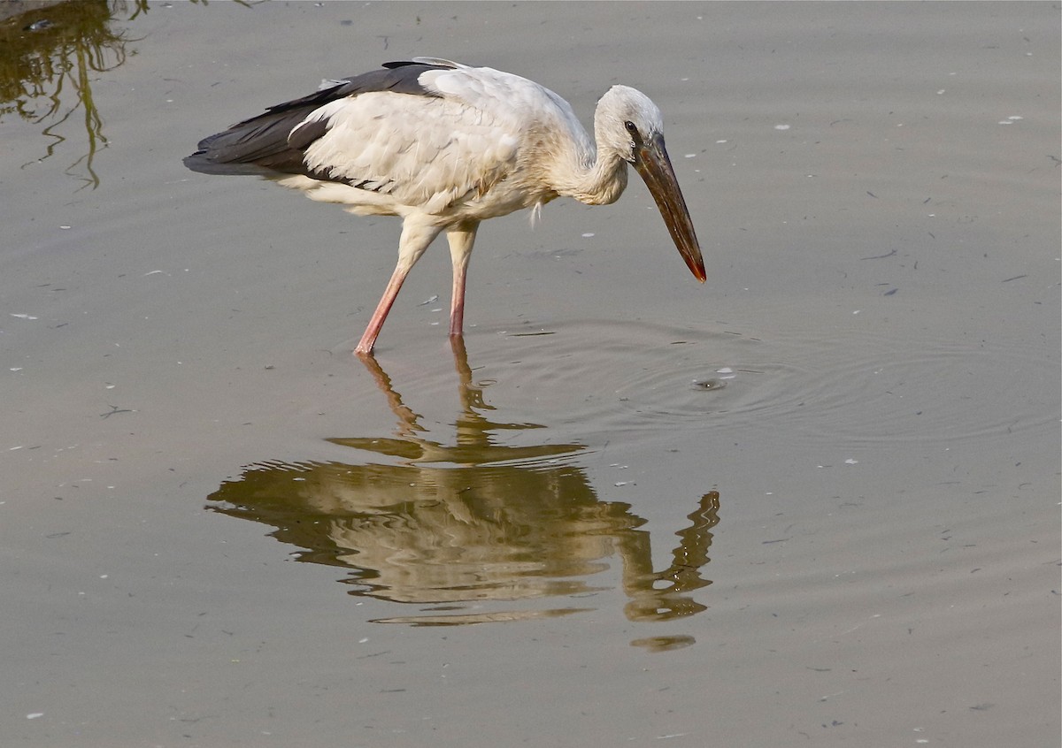 Asian Openbill - ML167743951