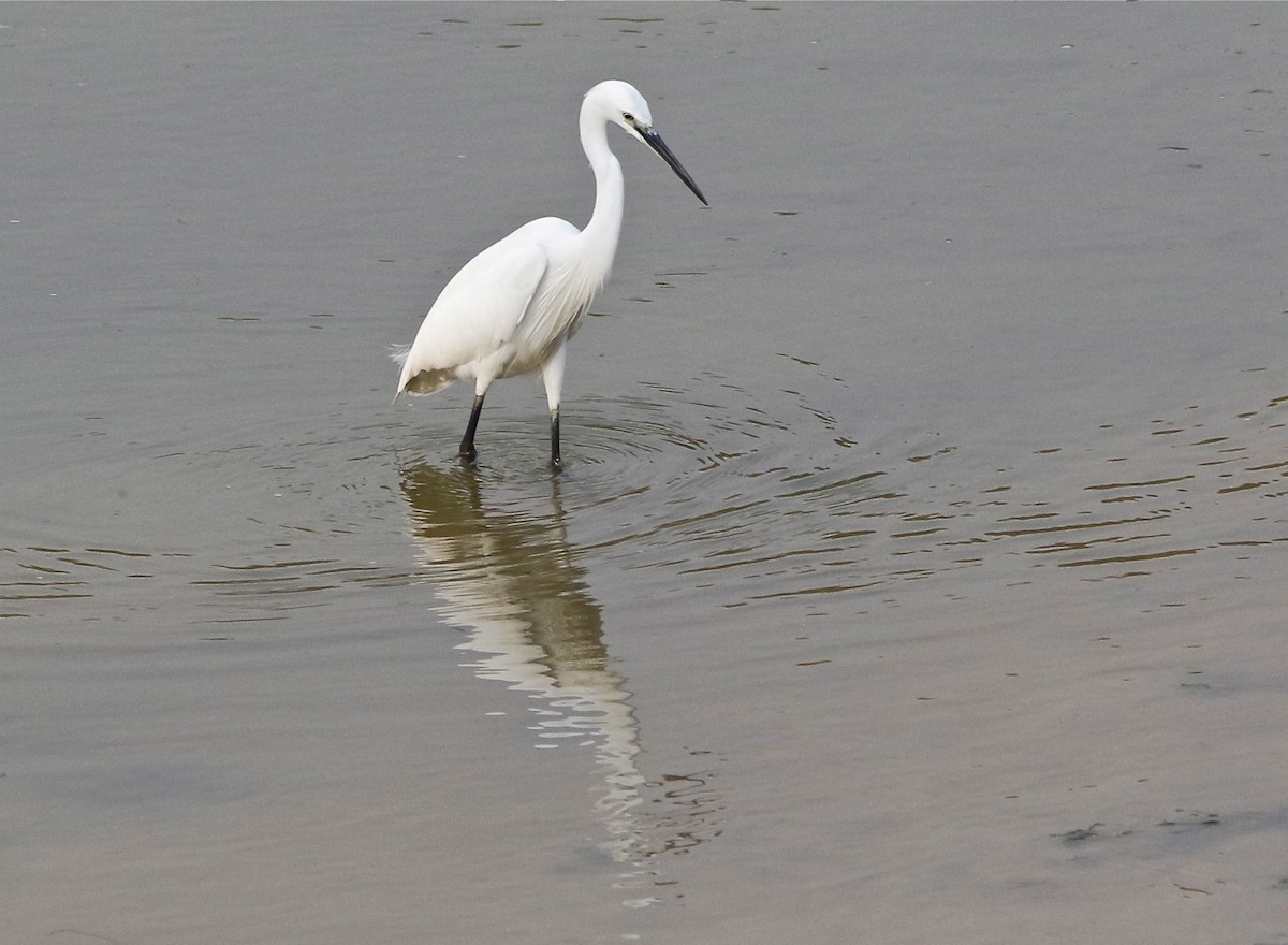 Little Egret - ML167744141