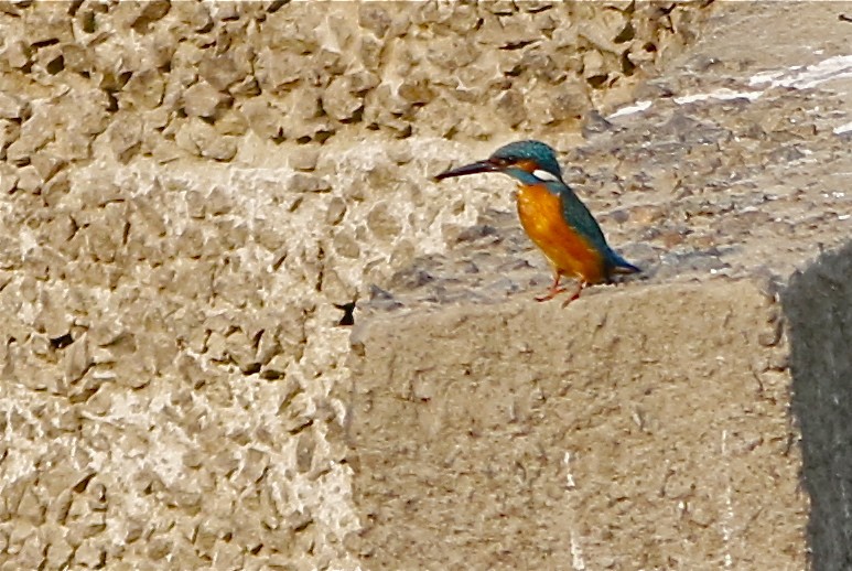 Common Kingfisher (Common) - ML167744461