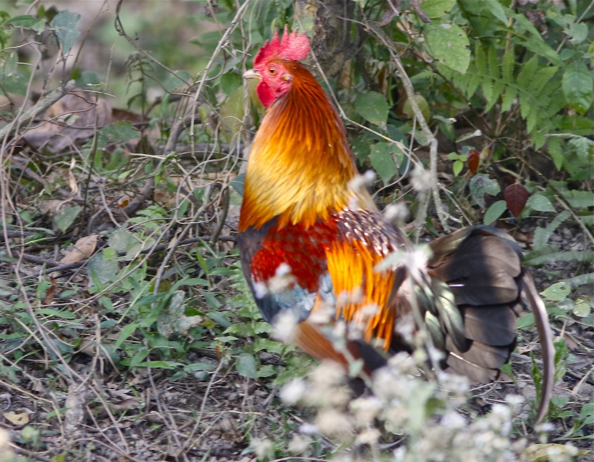 Red Junglefowl - ML167744711