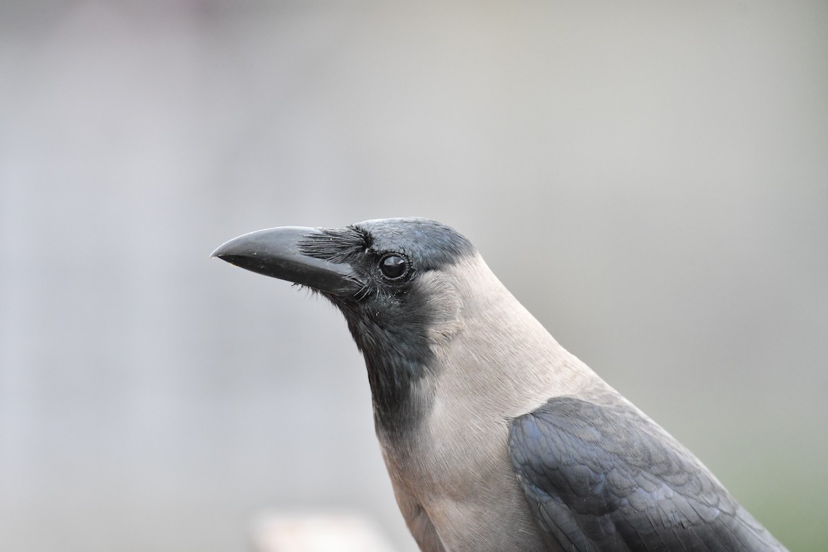 House Crow - ML167745321
