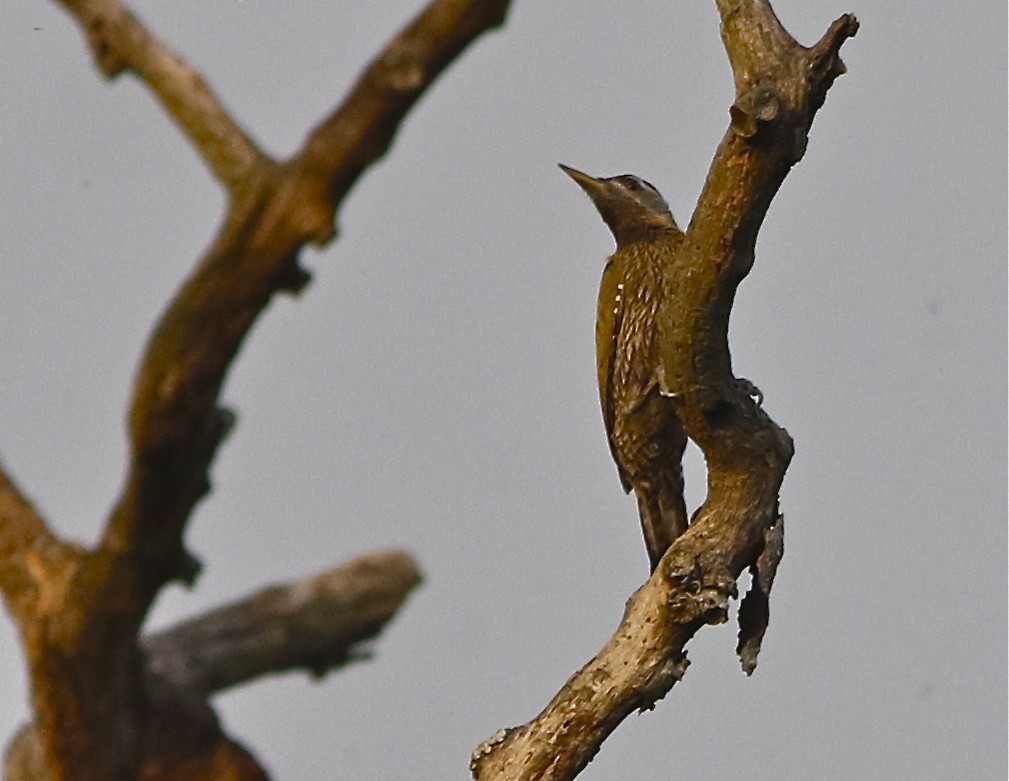 Streak-throated Woodpecker - ML167745331