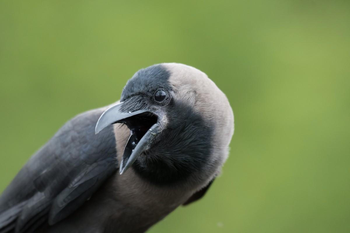 House Crow - ML167745371