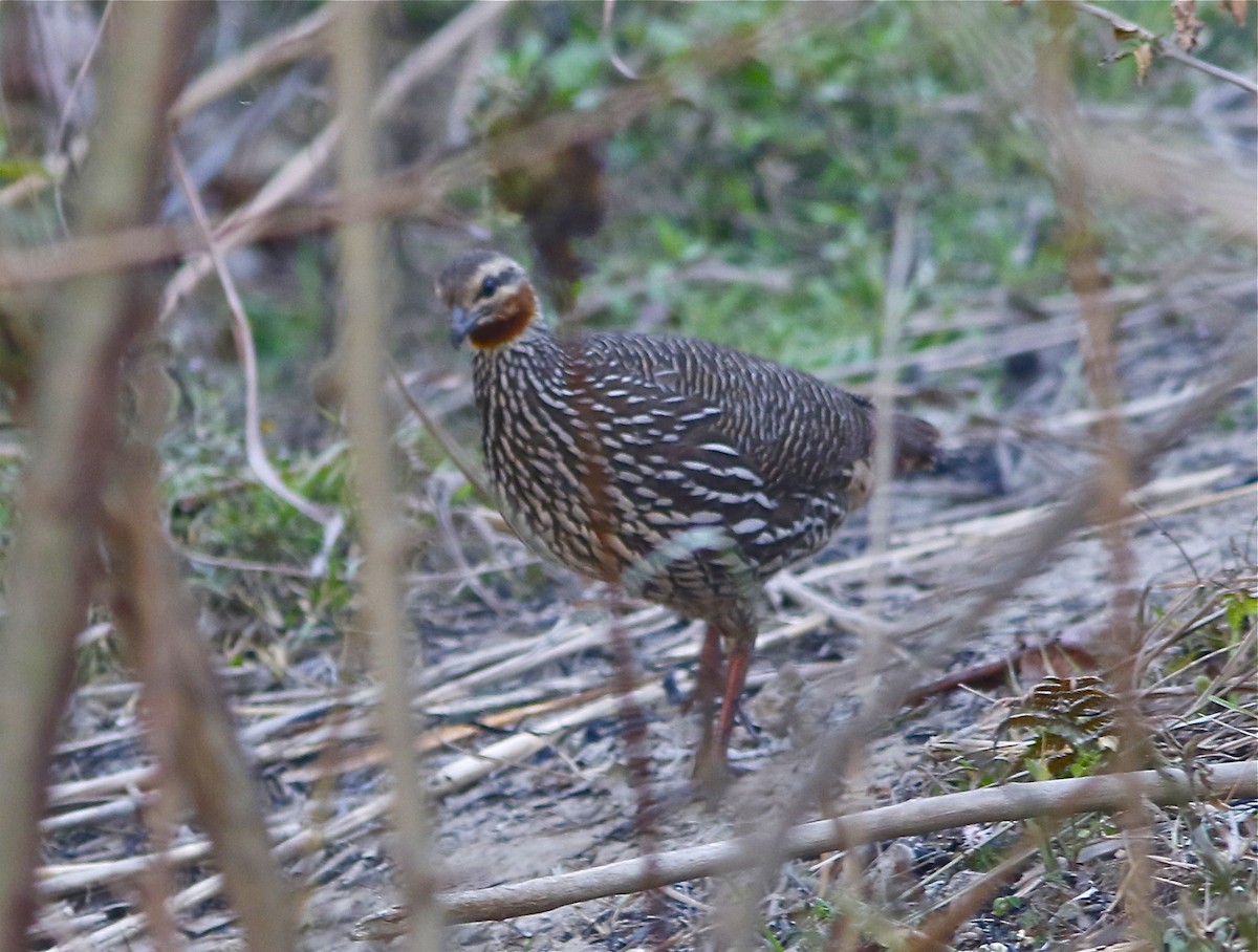 Swamp Francolin - Don Roberson