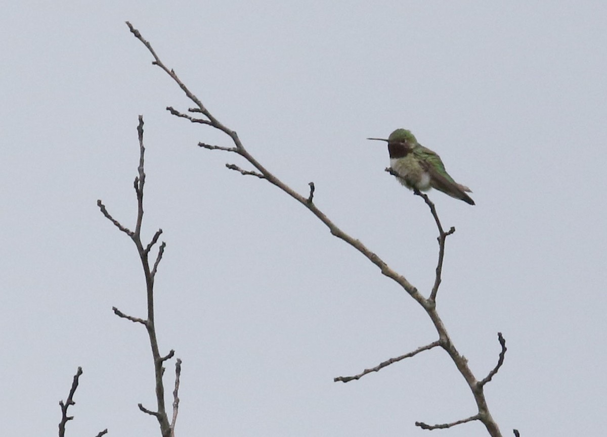 Broad-tailed Hummingbird - ML167746901
