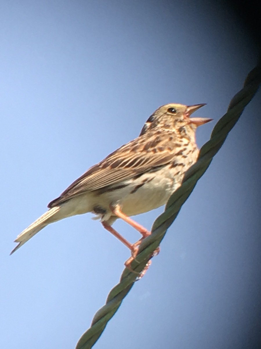 Savannah Sparrow - ML167747151