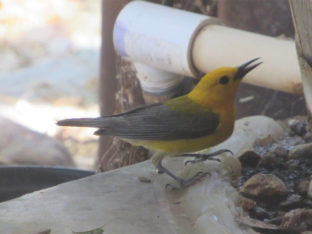 Prothonotary Warbler - ML167747321