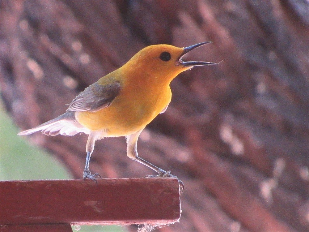 Prothonotary Warbler - ML167747331