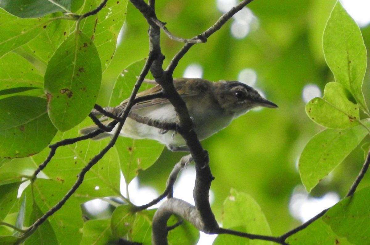 Red-eyed Vireo - ML167748141