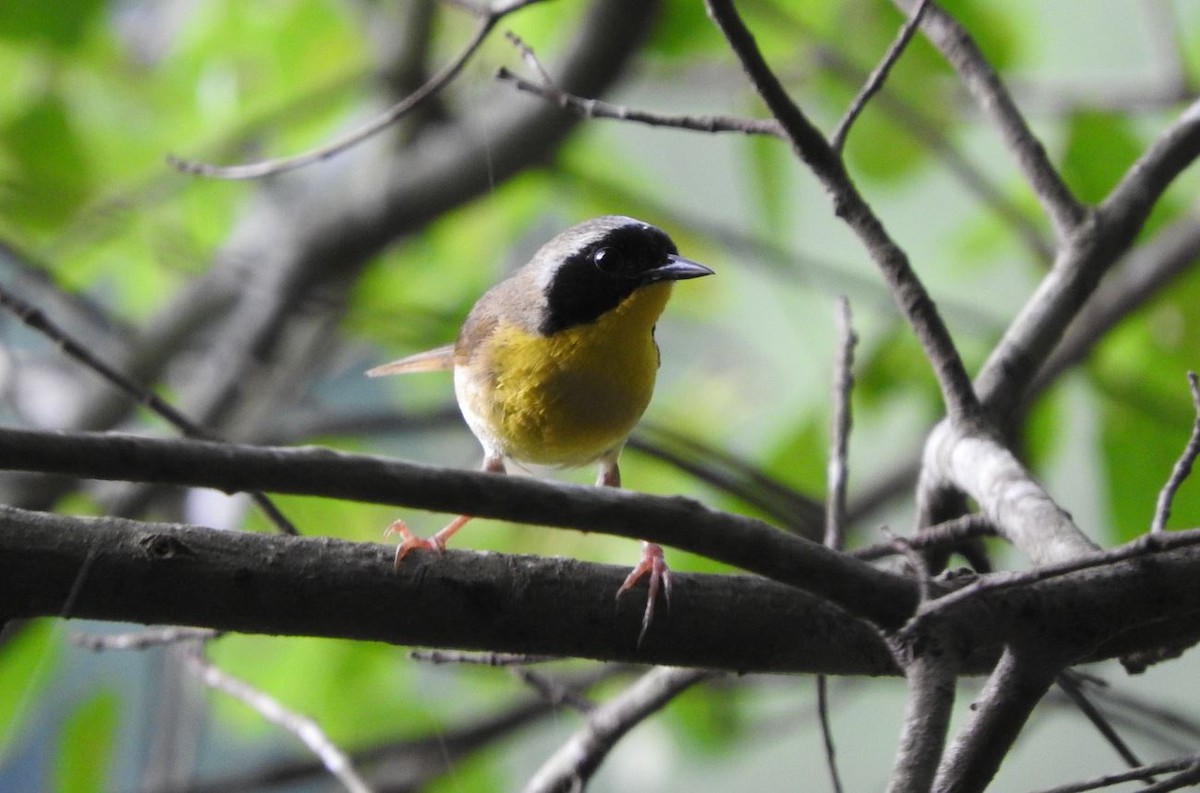 Common Yellowthroat - ML167748661