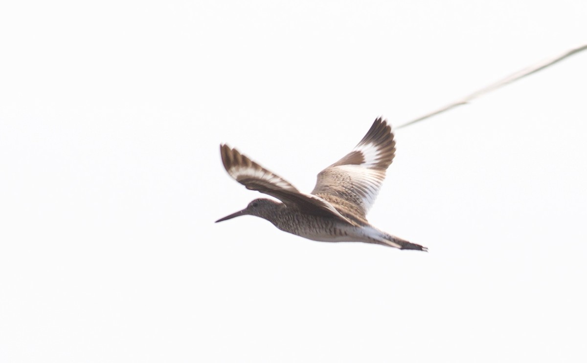 Willet (Eastern) - ML167749801