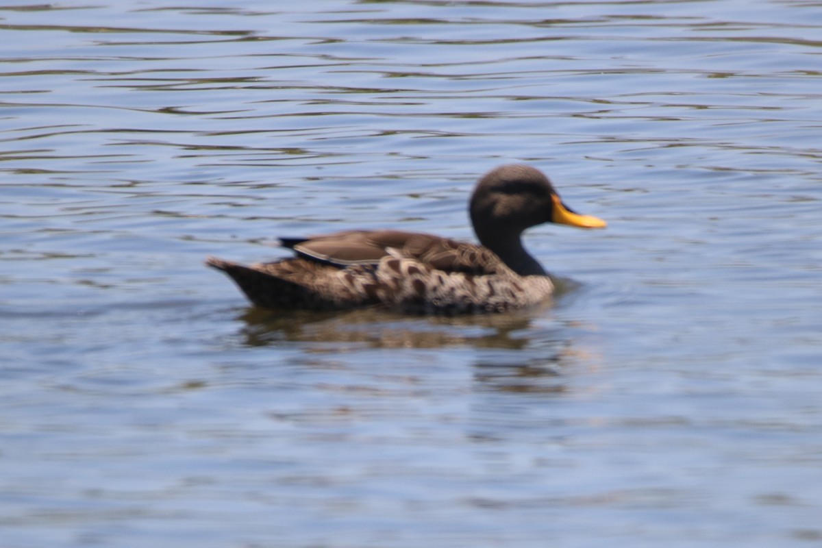 Yellow-billed Duck - ML167750881