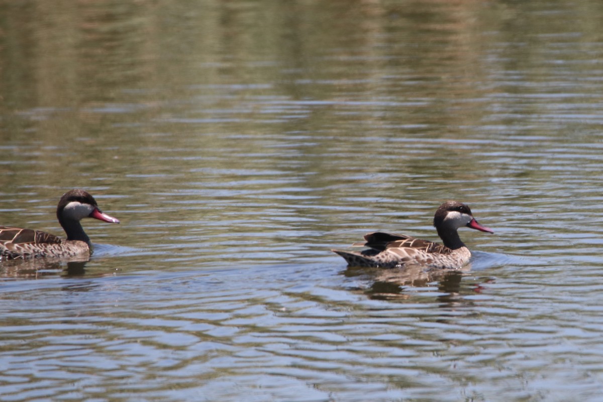 Red-billed Duck - ML167750971