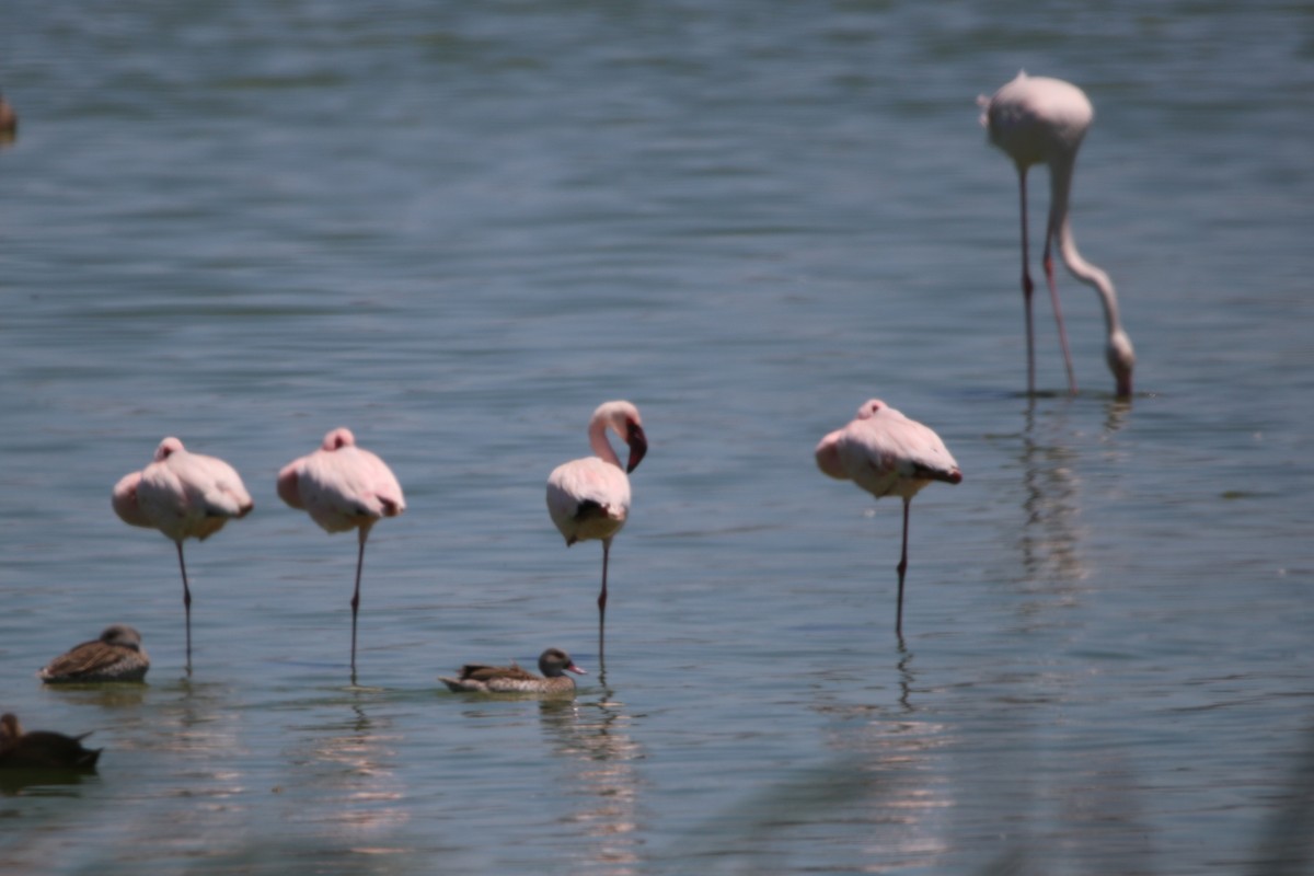 Lesser Flamingo - ML167751091