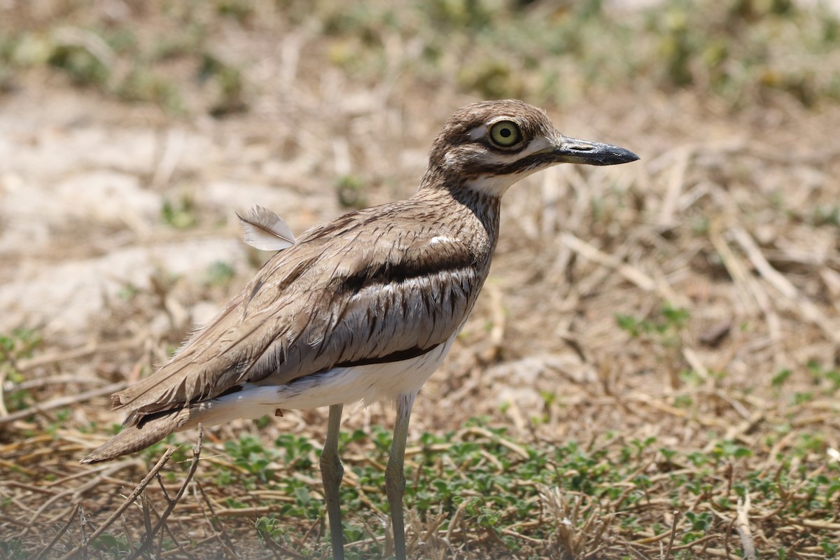 Water Thick-knee - ML167751211