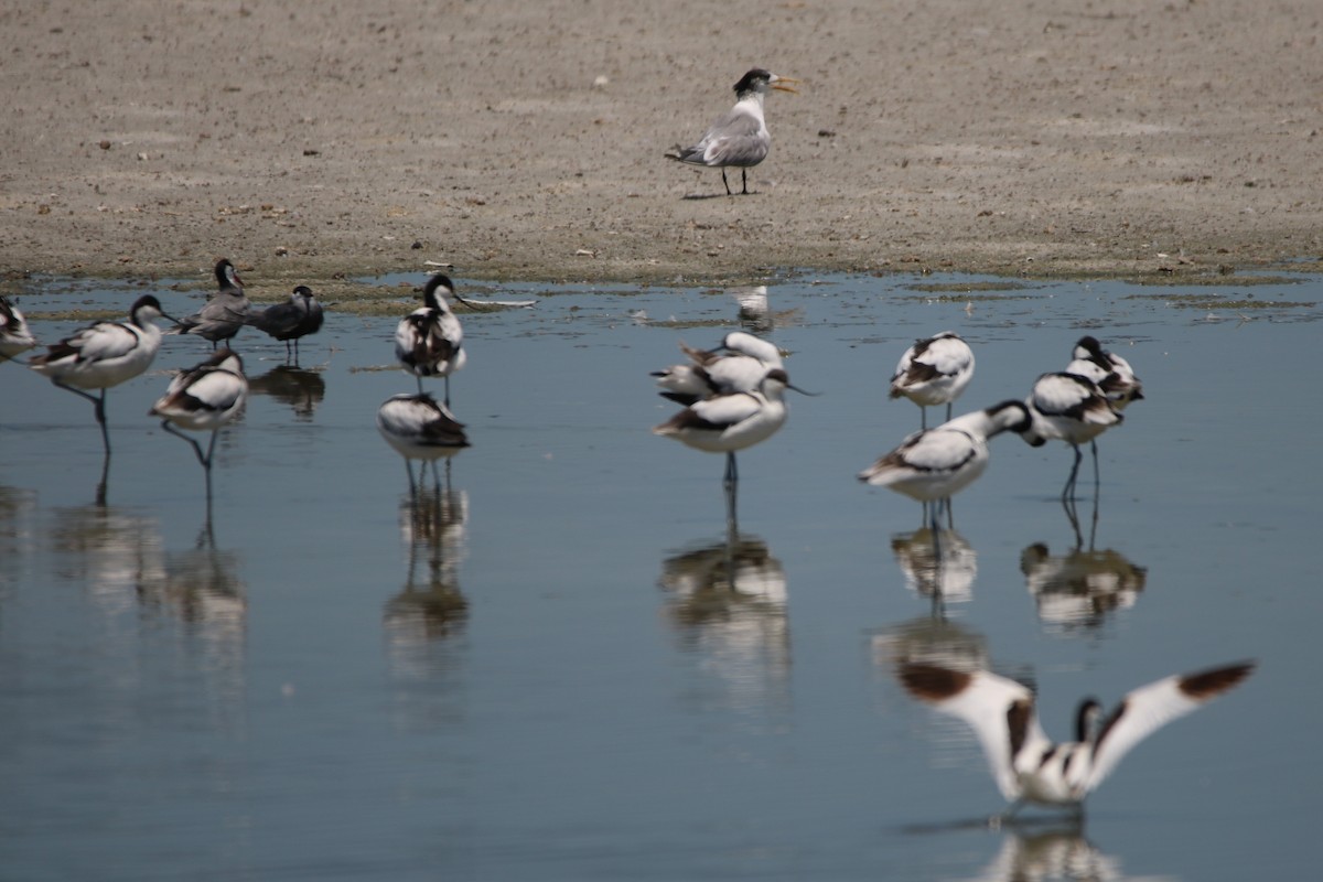 Pied Avocet - ML167751241