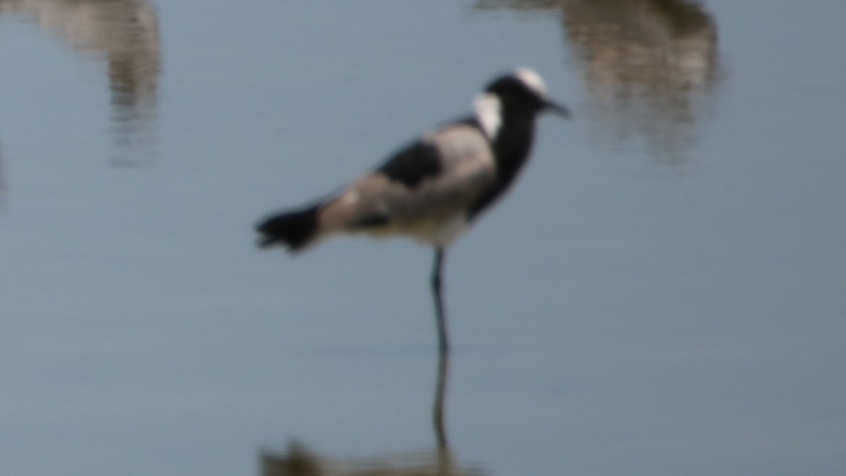 Blacksmith Lapwing - ML167751251