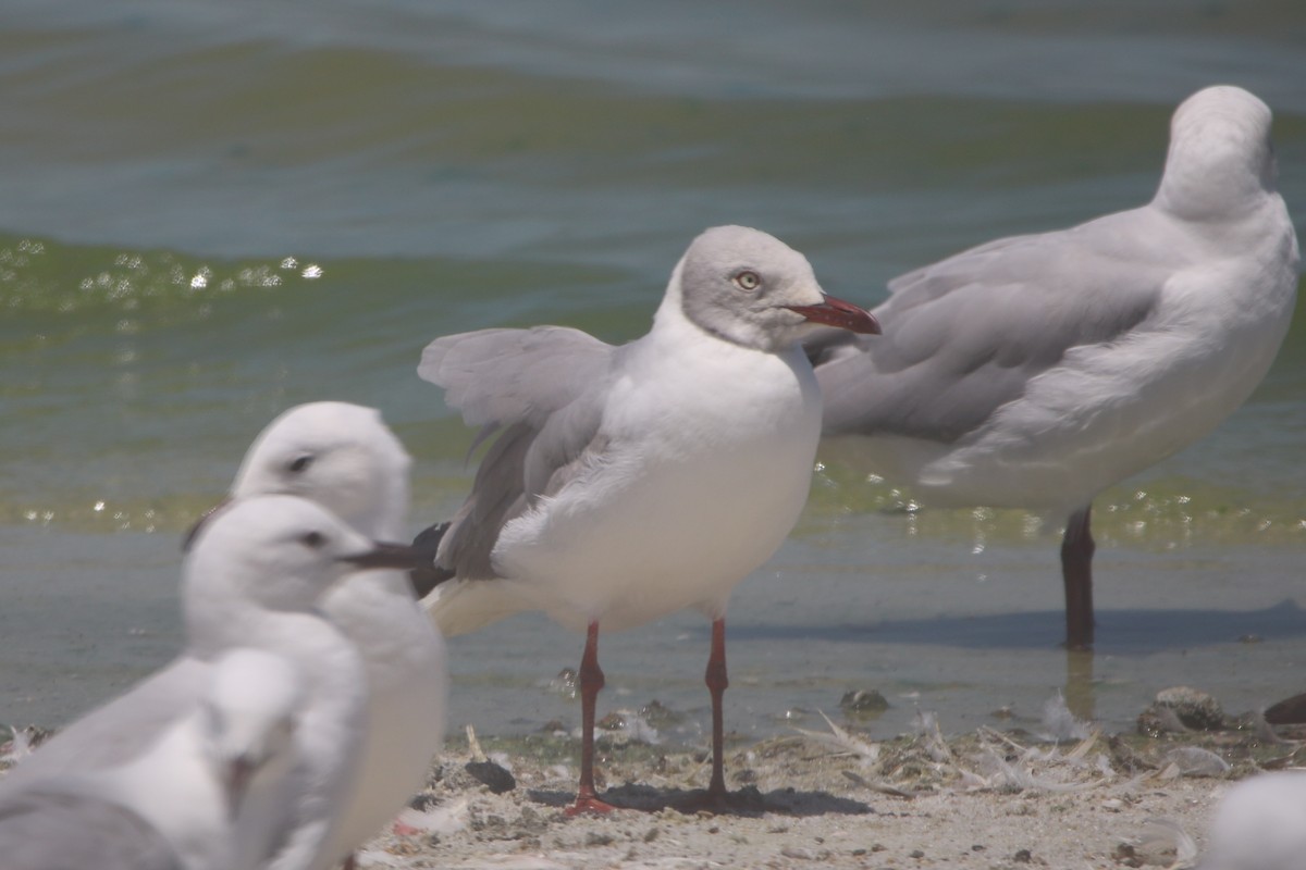 Gray-hooded Gull - ML167751261