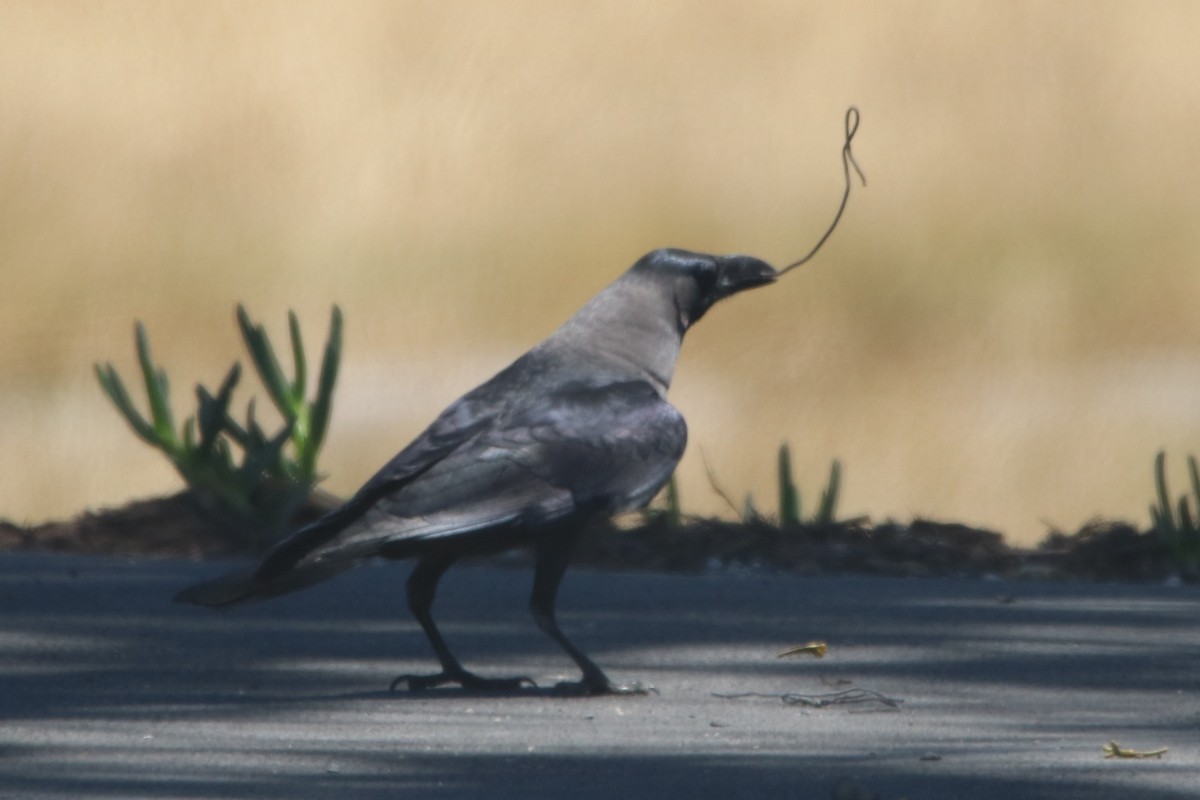 House Crow - ML167751391