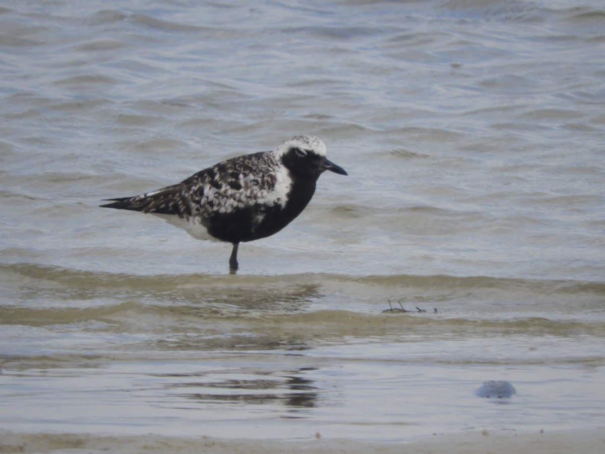 Black-bellied Plover - ML167752391