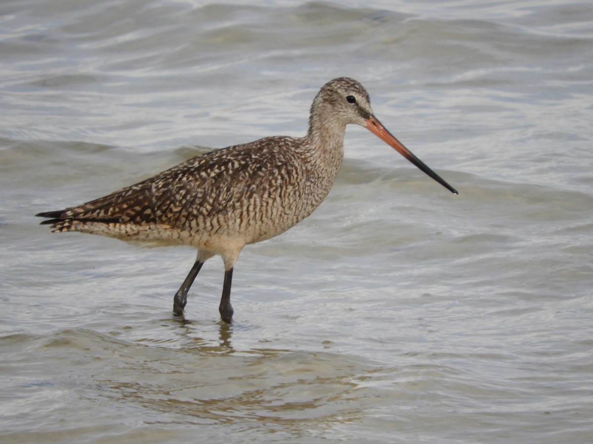 Marbled Godwit - ML167752441