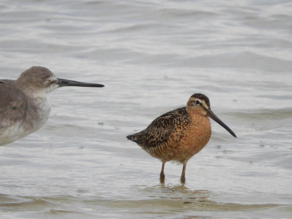 Short-billed Dowitcher - ML167753071