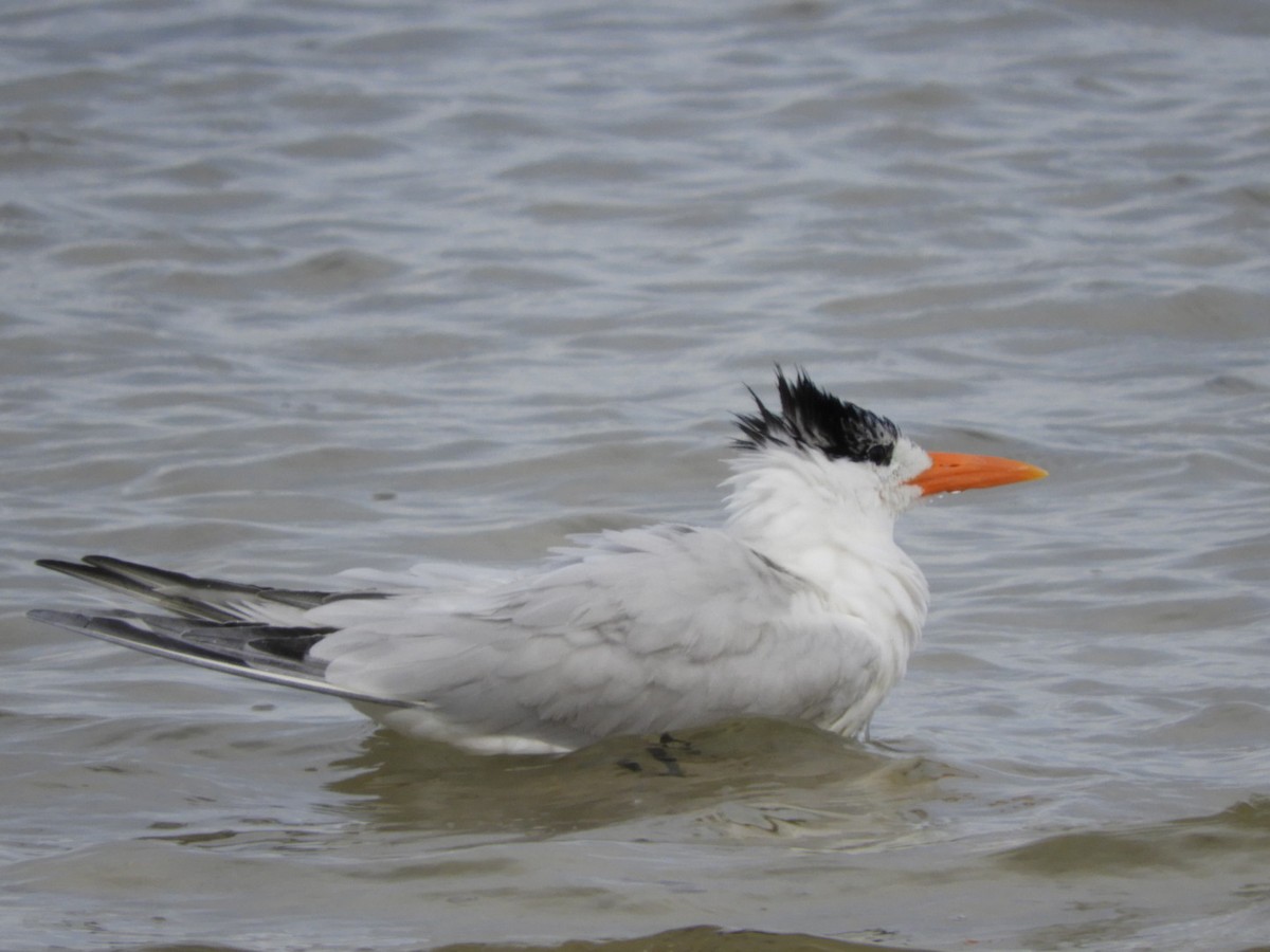 Royal Tern - Jay Breidt