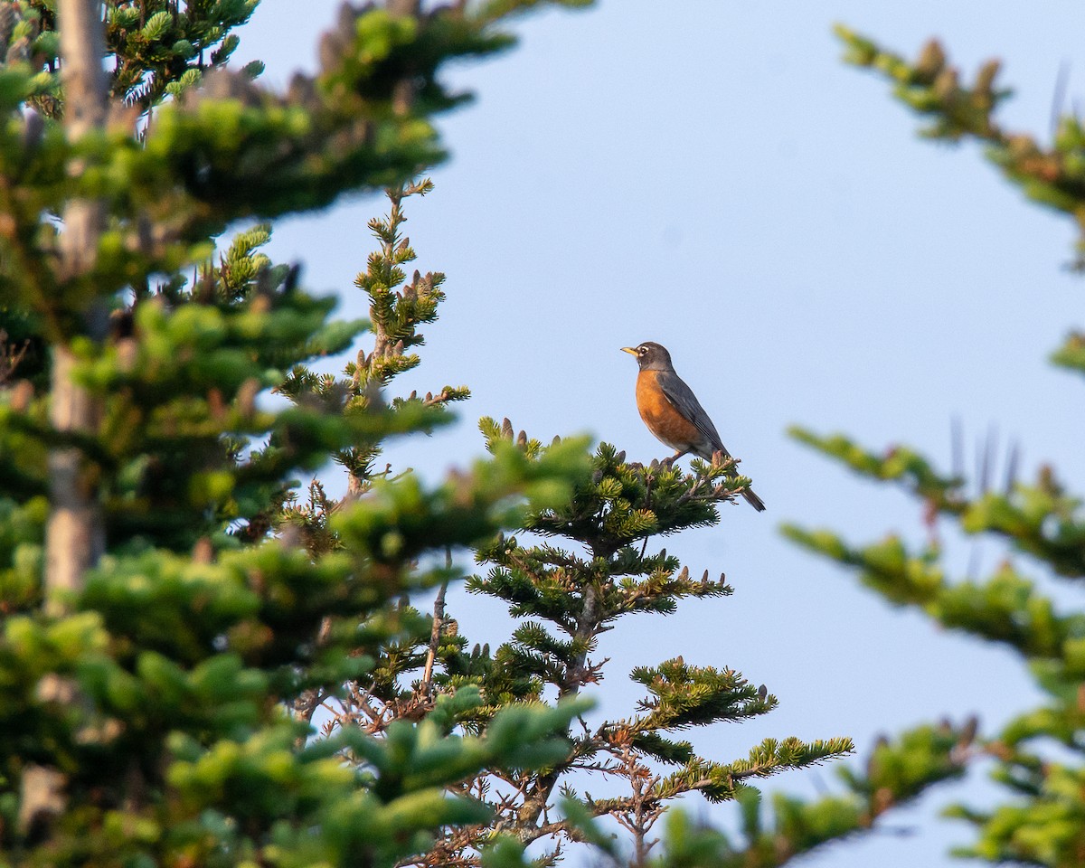 American Robin - Rich Kelley