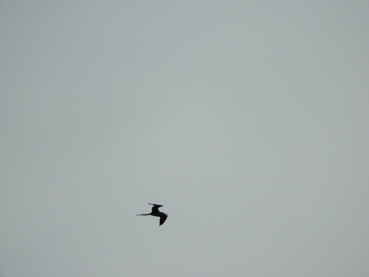 Magnificent Frigatebird - ML167753311