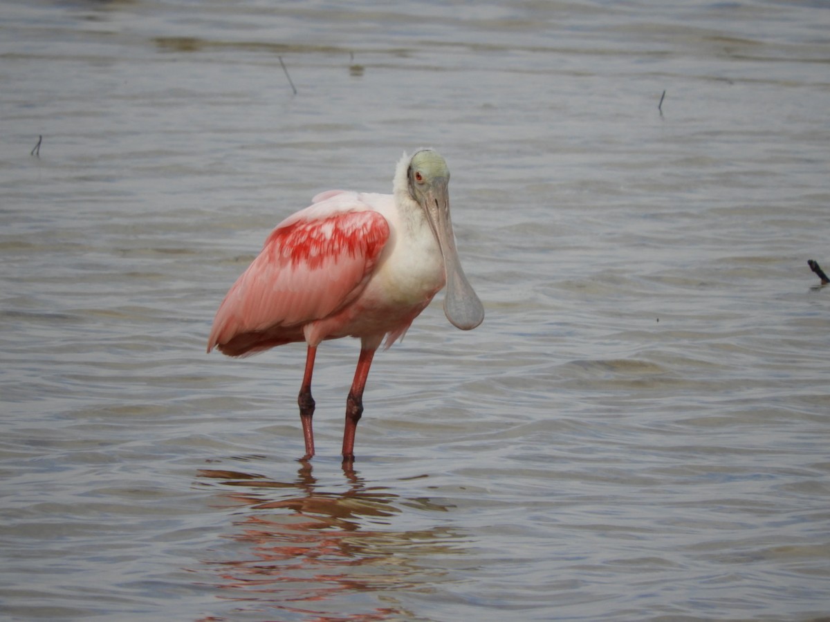 Roseate Spoonbill - ML167753411