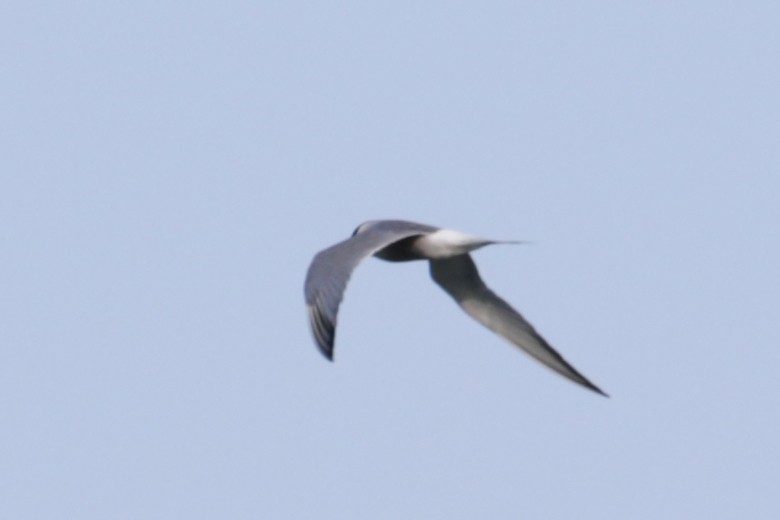 Common Tern - Myriam Berube