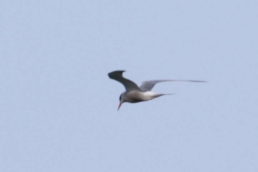 Common Tern - Myriam Berube
