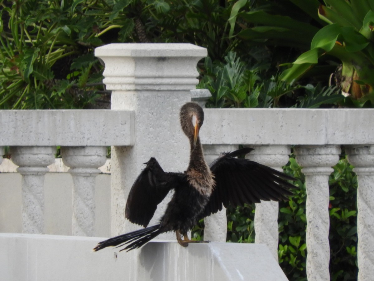 Anhinga Americana - ML167753781