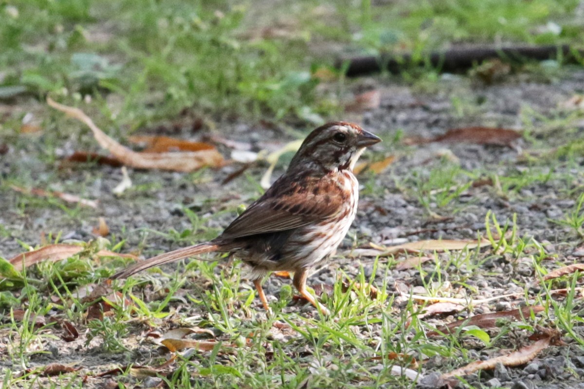 Song Sparrow - ML167754311