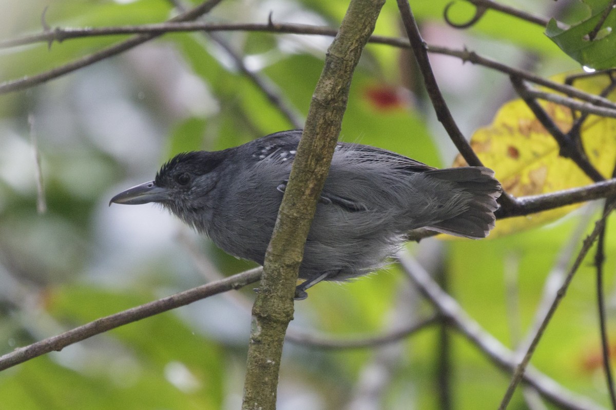 Spot-winged Antshrike - Silvia F🪶 Linhares