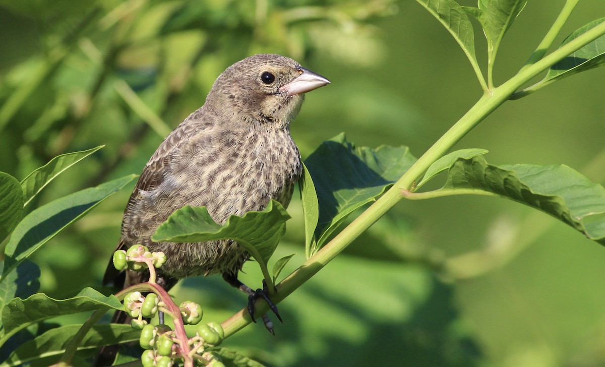 Brown-headed Cowbird - ML167756751