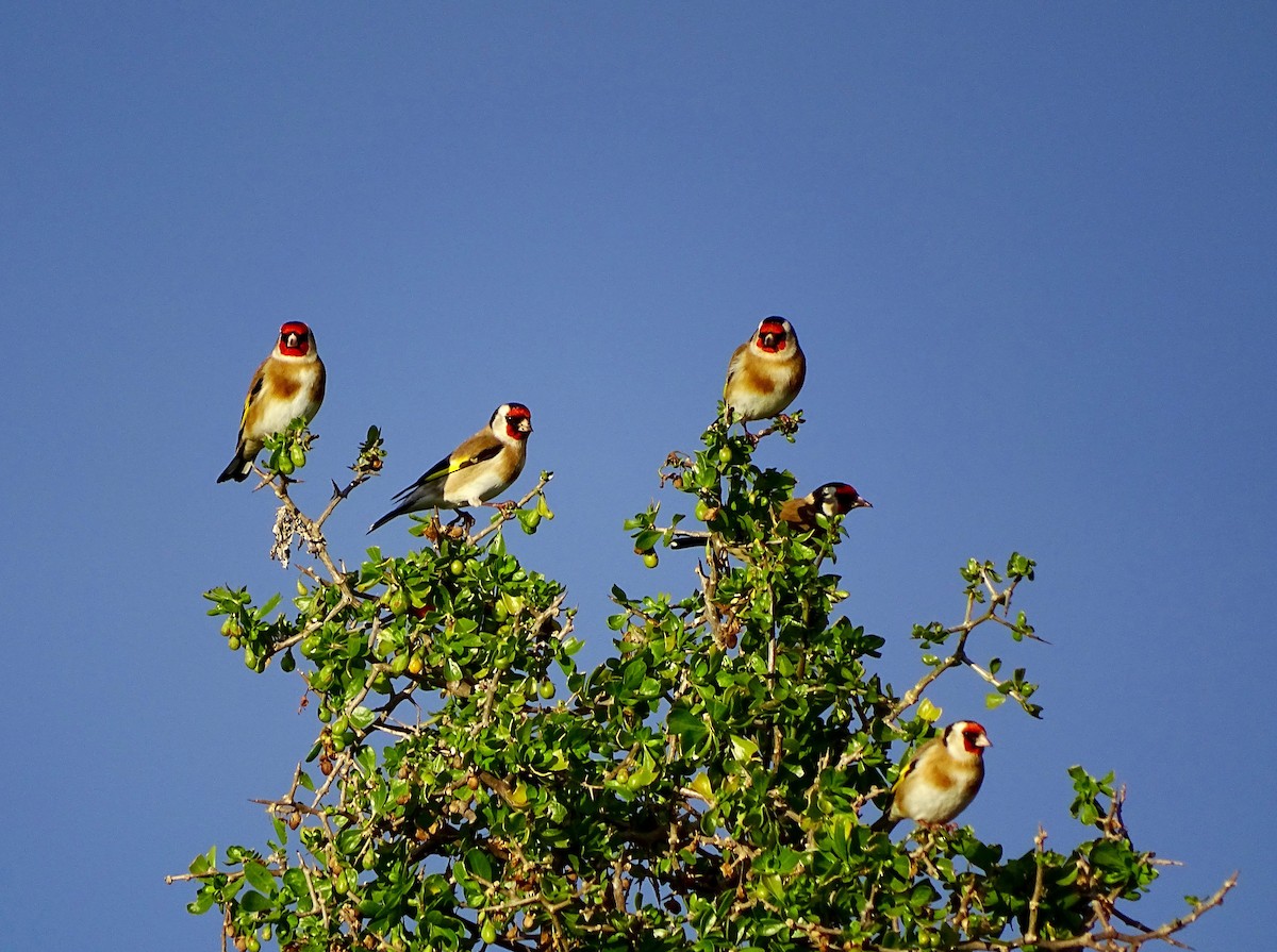 European Goldfinch - ML167760851