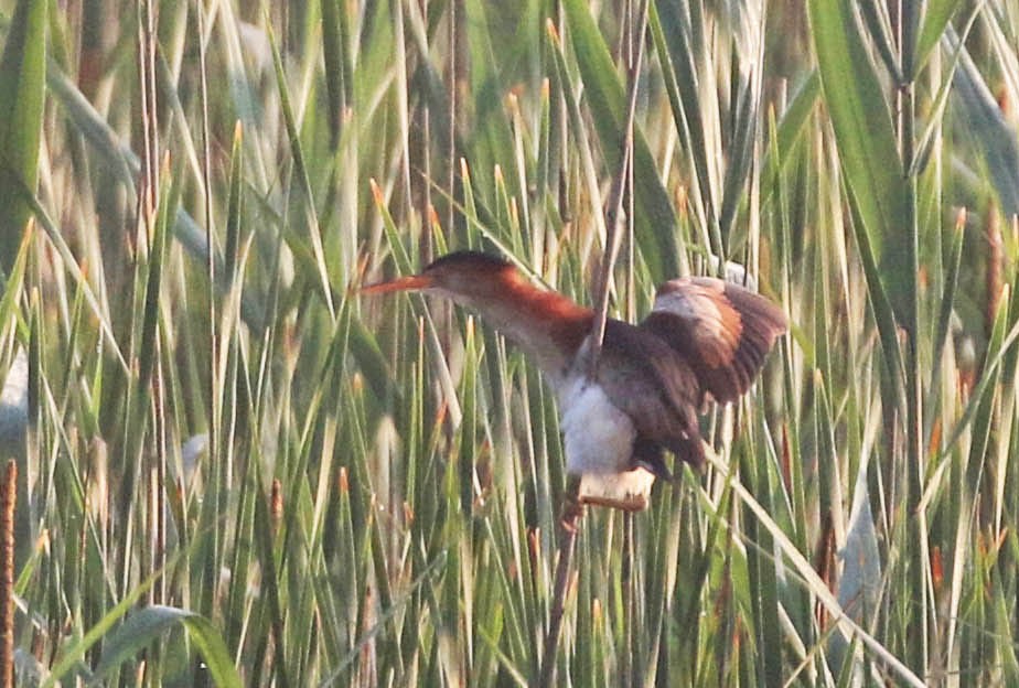 Least Bittern - ML167763871