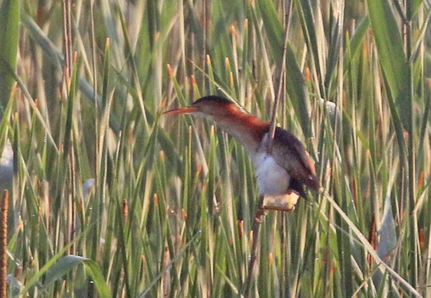 Least Bittern - ML167763881