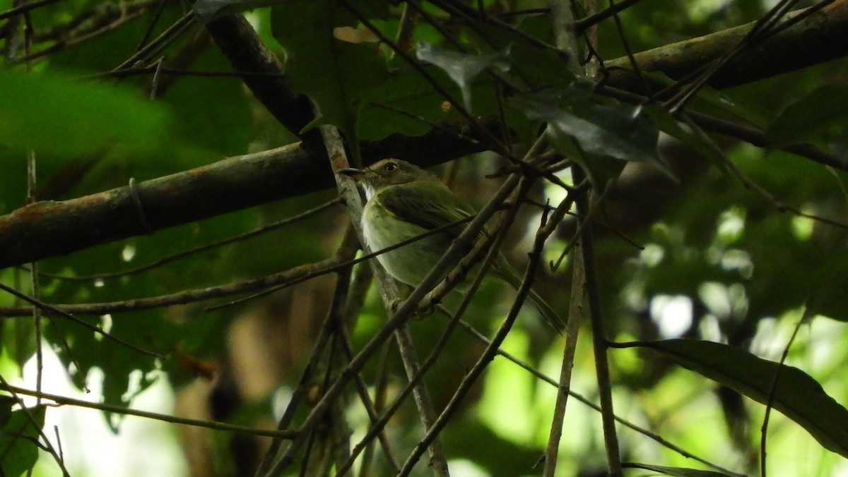 Helmeted Pygmy-Tyrant - ML167764201