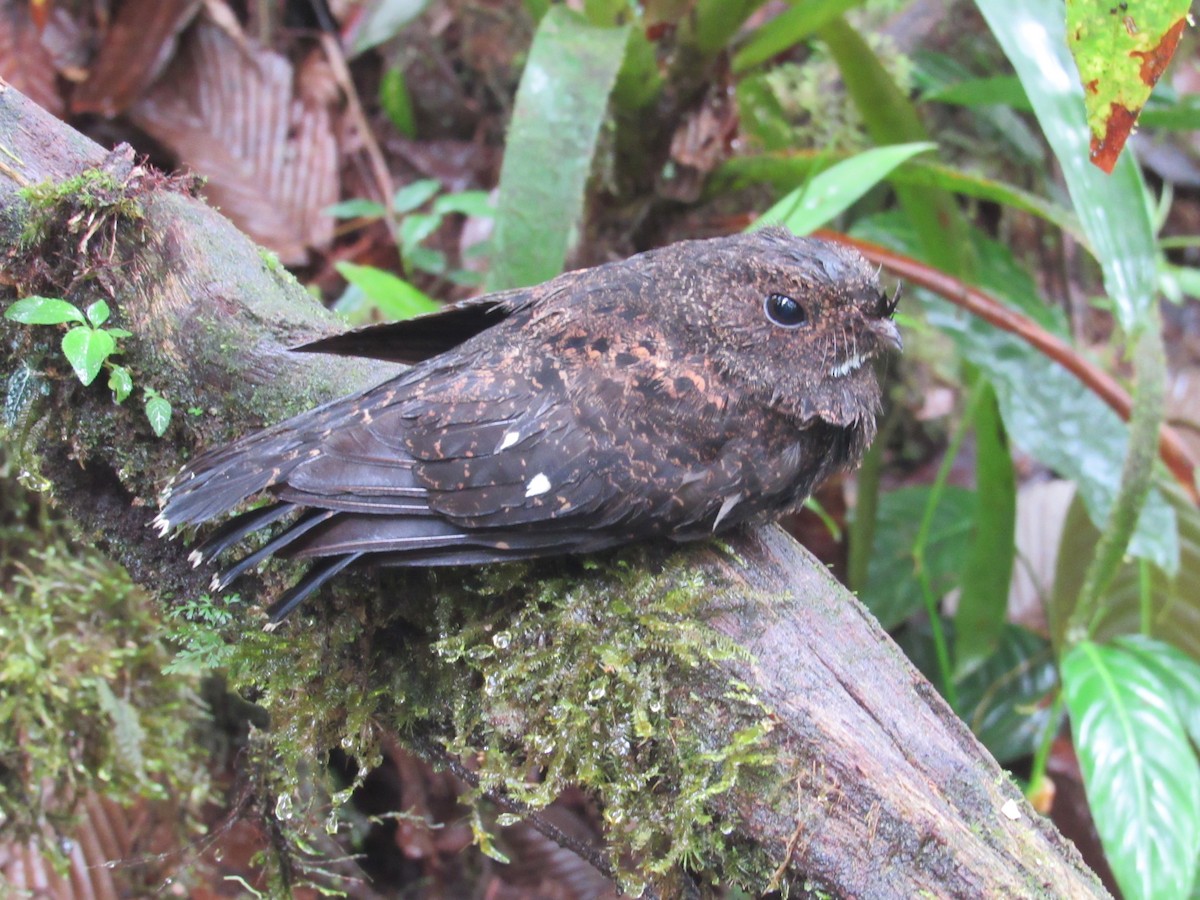 Choco Poorwill - ML167764651