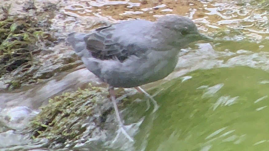 American Dipper - J Berner