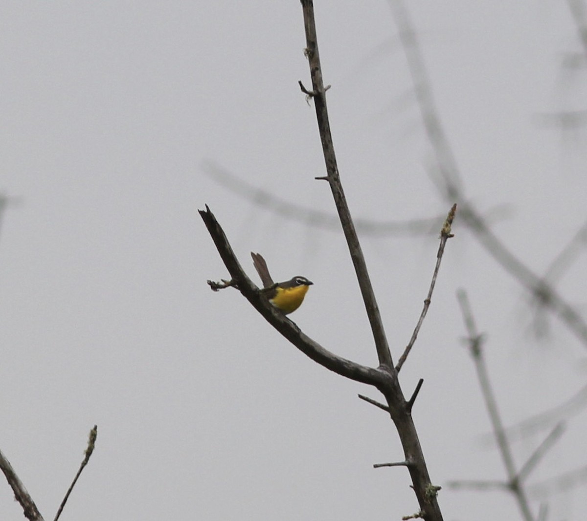 Yellow-breasted Chat - ML167770441