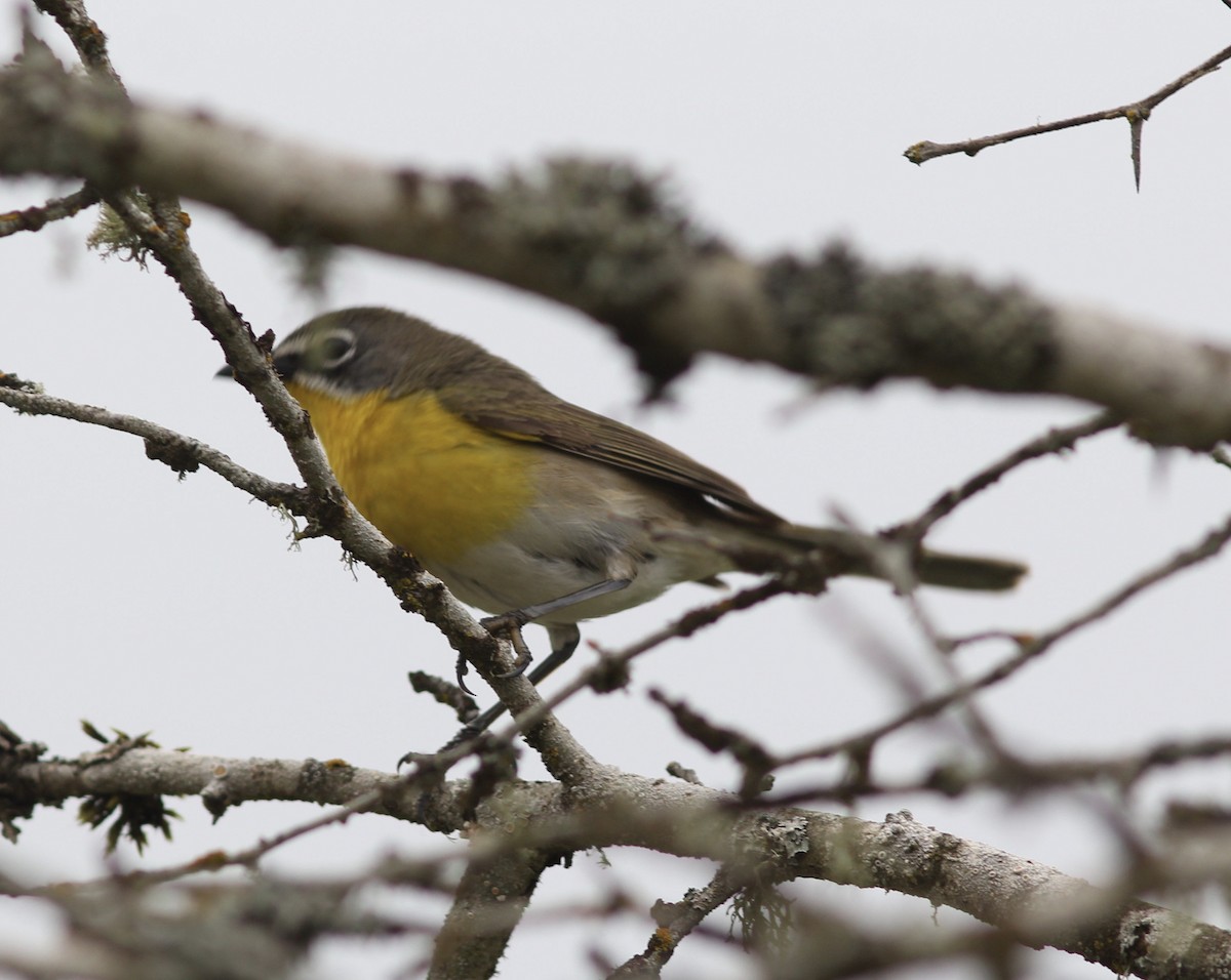 Yellow-breasted Chat - ML167770451