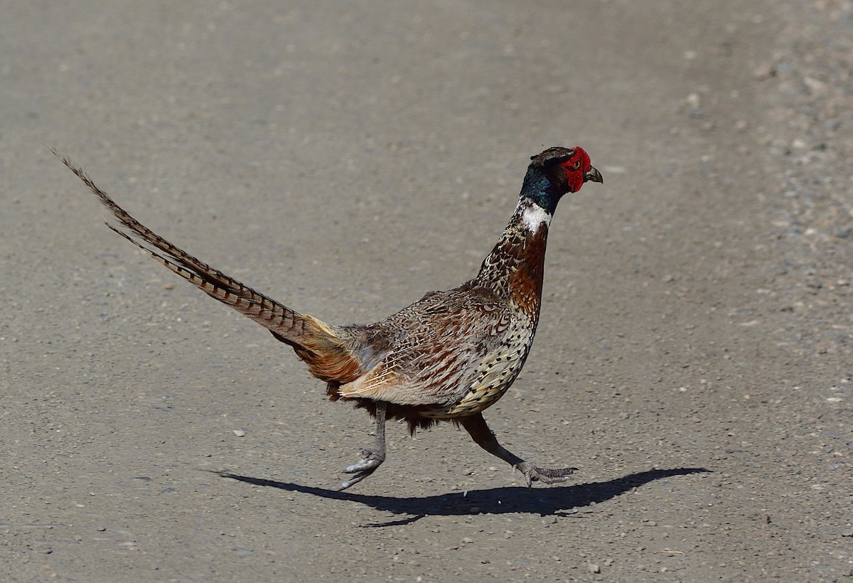 Ring-necked Pheasant - ML167770911