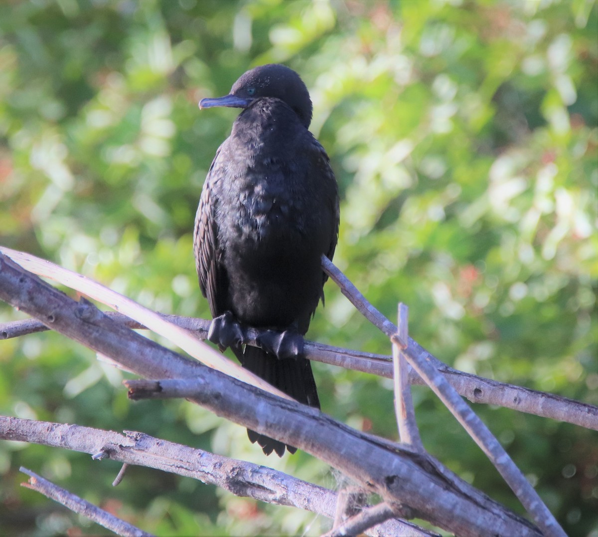 Little Black Cormorant - Ross Brown