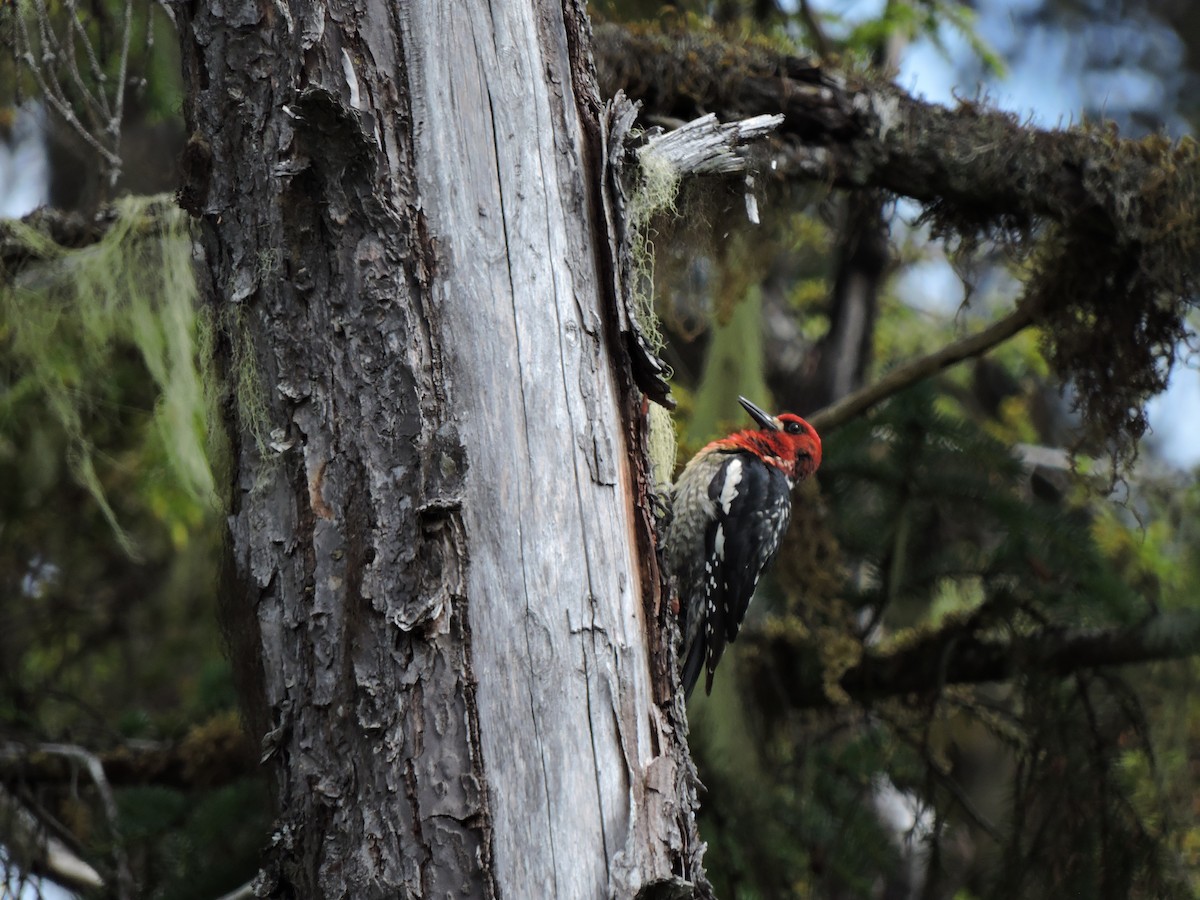 Red-breasted Sapsucker - ML167774751